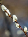 Macro shot of blossoming pussy-willow Royalty Free Stock Photo