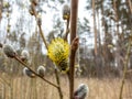 Macro shot of blossoming pussy-willow with forest background Royalty Free Stock Photo