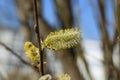 Macro shot of blossoming pussy-willow with forest background