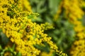 Macro shot of a blowfly Calliphoridae sitting on a goldenrod Solidago