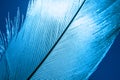 Macro shot a blue bird feather close-up Royalty Free Stock Photo