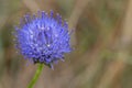 Blue bonnet (jasione montana) flower