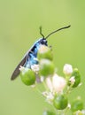 Macro shot of a blue bug Royalty Free Stock Photo