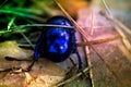 Macro shot of a blue bug Royalty Free Stock Photo