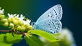 Macro Shot Of Blue Butterfly Resting On White Flowers Royalty Free Stock Photo