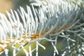 Macro shot blue fir tree branch. Evergreen fir coniferous background. Pine needles. Pine-tree