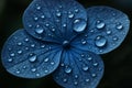 Macro Shot of Blue Flower Petal Adorned with Sparkling Water Droplets Royalty Free Stock Photo