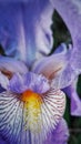 Macro shot of blue iris Royalty Free Stock Photo