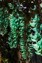 Macro shot of a blue jade hanging from a tree in a lush green jungle environment