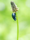 Macro shot of blue meadow bug