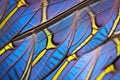 macro shot of blue morpho butterfly wing Royalty Free Stock Photo