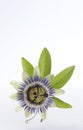 Macro shot of a blue passion flower passiflora