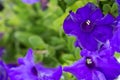 Blue petunia background. Macro photo.