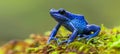 Macro shot of blue poison dart frog dendrobates tinctorius azureus on green moss