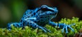 Macro shot of a blue poison dart frog dendrobates tinctorius azureus resting on moss Royalty Free Stock Photo