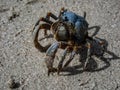 Blue soldier crab