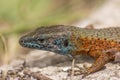 Macro shot of a blue-throated keeled lizard Algyroides nigropunctatus Royalty Free Stock Photo