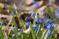 A macro shot of a bluebell bloom