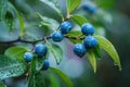 Macro shot of blueberries with dew on branch Royalty Free Stock Photo