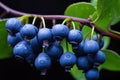 Macro shot of blueberries with dew on branch Royalty Free Stock Photo