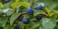 Macro shot of blueberries with dew on branch Royalty Free Stock Photo