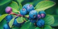 Macro shot of blueberries with dew on branch Royalty Free Stock Photo