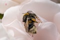 Macro shot of Bombus hortorum, the garden bumblebee covered in pollen.