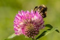 Macro shot of a Bombus sylvarum on the sweet scabious plant head Royalty Free Stock Photo