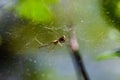 Macro shot of a Bowl and doily spider on a web Royalty Free Stock Photo