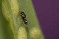 Macro shot of a brachymyrmex ant on a green plant Royalty Free Stock Photo