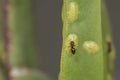 Macro shot of a brachymyrmex ant on a green plant Royalty Free Stock Photo