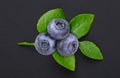 Macro shot of a branch of a bilberry bush leaf Royalty Free Stock Photo