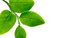 Macro shot of a branch of a bilberry bush leaf Royalty Free Stock Photo