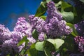 Pink and purple flowers lilacs in the park Royalty Free Stock Photo