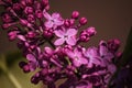 Pink and purple flowers lilacs in the park Royalty Free Stock Photo