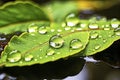 Macro shot of a bright green veined leaf with large clear water drops Royalty Free Stock Photo