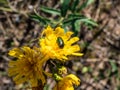 Metallic green, golden green and bluish green beetle (cryptocephalus sp.) feeding on pollen of yellow flower Royalty Free Stock Photo