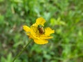 Bright metallic green, golden green and bluish green beetle (cryptocephalus sp.) feeding on pollen of yellow flower Royalty Free Stock Photo