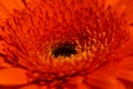 Macro shot of a bright orange daisy gerbera Royalty Free Stock Photo