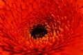 Macro shot of a bright orange daisy gerbera Royalty Free Stock Photo