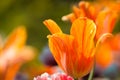 Macro shot of a bright orange and red tulip in bloom on a sunny May day Royalty Free Stock Photo