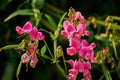 A bright pink vetch vicia in the sunlight Royalty Free Stock Photo