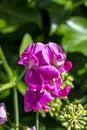 A bright pink vetch (vicia) in the sunlight Royalty Free Stock Photo