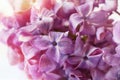 Macro shot bright purple violet lilac flowers. Abstract romantic floral background