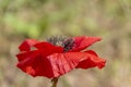 Macro shot of a bright red poppy Papaver orientale Royalty Free Stock Photo