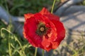 Macro shot of a bright red poppy Papaver orientale Royalty Free Stock Photo