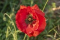 Macro shot of a bright red poppy Papaver orientale Royalty Free Stock Photo