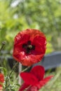 Macro shot of a bright red poppy Papaver orientale Royalty Free Stock Photo