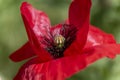 Macro shot of a bright red poppy Papaver orientale Royalty Free Stock Photo