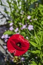 Bright red poppy Papaver Orientale in the sun Royalty Free Stock Photo